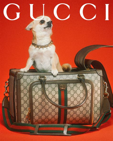 gucci doos binnekant|Designer Pet Collection & Accessories .